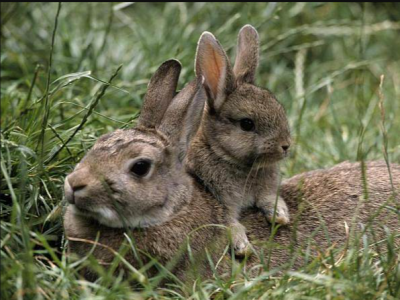 兔子的生活习性和生活方式 不同种类兔子的生活特征