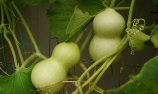 招财葫芦摆放禁忌 招财葫芦的摆放禁忌介绍