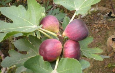 无花果怎样种植丰产结果多 无花果怎么施肥长得好