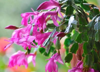 蟹爪兰花蕾期施什么肥 蟹爪兰花期追肥施肥与养护方法