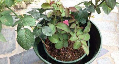 月季笋芽可以移栽吗 月季从土里冒笋后怎么换盆