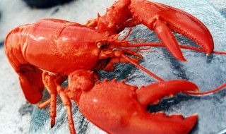 波龙虾能冷冻保存吗 波龙虾适合放冰箱冷冻保存吗