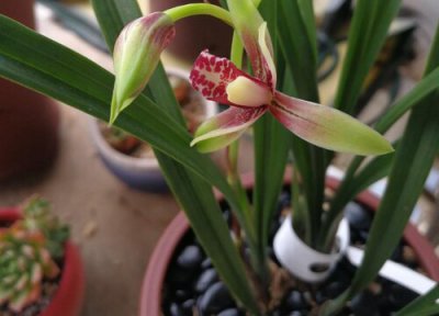 兰花新芽越长越瘦该怎么处理 兰花新芽太多要剪掉一些吗?