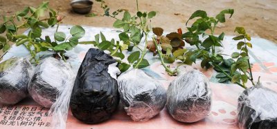 新入手月季小苗冬季需要休眠吗 月季冬季养护要注意什么