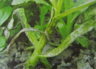 茼蒿炭疽病发病原因 茼蒿炭疽病的发病原因及治疗方法