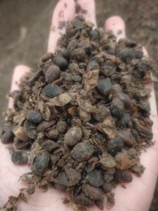 用黄豆做肥料需要煮熟吗 黄豆可以直接进土做肥料吗