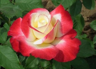 红双喜月季勤花吗 红双喜月季一年开几次花