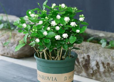 室内养茉莉花 茉莉花适合室内还是室外