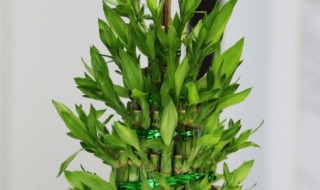 竹子怎么水养才能更旺盛 竹子如何水养才能更旺盛