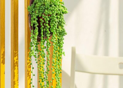 吊兰爱开花吗 爱之蔓吊兰怎么养殖开花不断