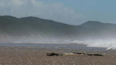海里有鳄鱼吗鳄鱼能在海里生存吗 哪些鳄鱼能在海里活动