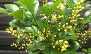 米兰施肥方法和注意事项 米兰如何施肥