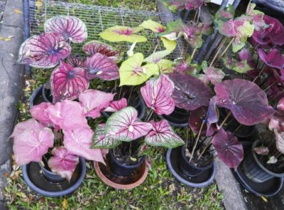 五彩芋的养殖方法 五彩芋的养殖方法和注意事项