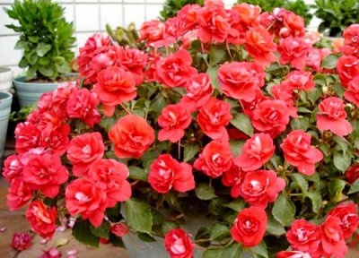 凤仙什么季节开花 凤仙花几月份开花