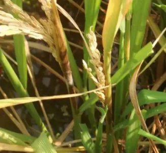 水稻抽穗后叶鞘腐败病症状图片及发病原因 用什么药防治