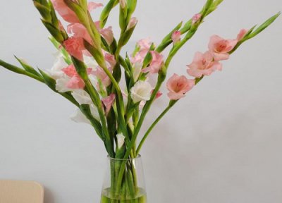 剑兰一年开花次数 剑兰一年开几次花