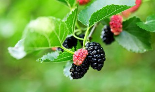 新鲜桑椹的储存方法 桑葚的保存方法是什么