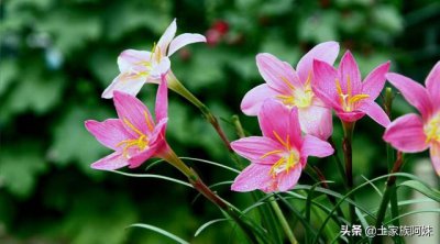 盆栽韭菜花怎么繁殖 韭菜兰繁殖方法如下