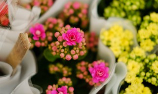 养殖长寿花技巧 如何养殖长寿花