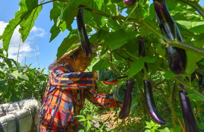 绿色茄子和紫色茄子区别图片 知道哪个更好再买