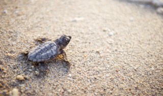 不常见龟品种有哪些 龟品种不常见的都有哪些呢