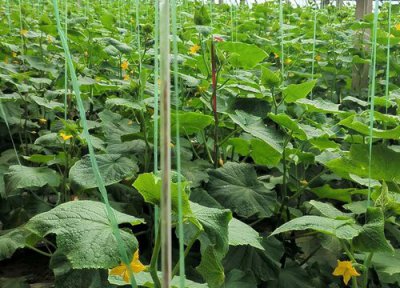 黄瓜最晚什么时候播种 露天晚秋黄瓜最晚能种到几月