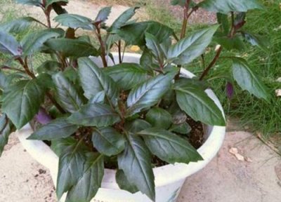 紫背天葵子的功效与作用及食用方法 食用营养价值与禁忌