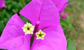 三角花怎么养 三角花的养殖方法介绍