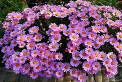 草本花卉有哪些种类图片 好养又漂亮的6种草本花卉