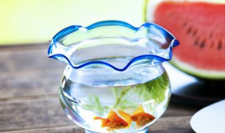 家庭小型鱼缸怎么搭配 家庭小型鱼缸如何搭配