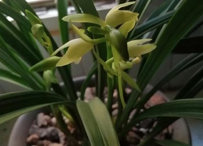 兰花怎么养发芽多 兰花如何养殖新芽长得多