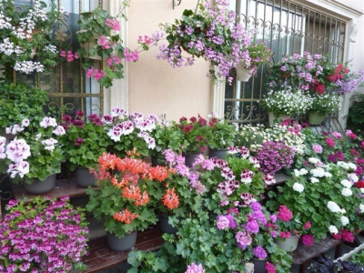 天竺葵的扦插方法和时间 春天扦插天竺葵成活率高的技巧