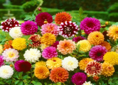 适合北方庭院种植的草本花卉 北方小院地栽草花植物