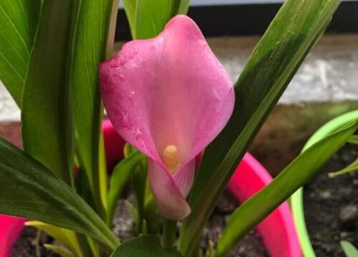 马蹄莲什么时候开花 开花季节是几月