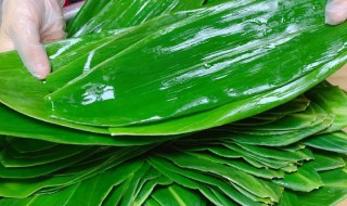 粽叶怎么晒干保存最好呢 粽叶保存方法分享