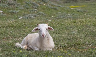 怎么鉴别羊毛 如何鉴别羊毛的真伪