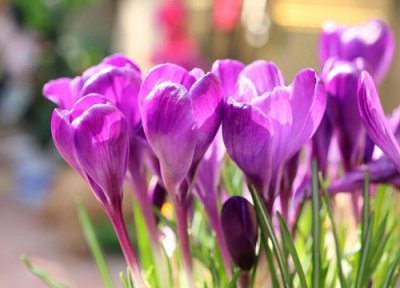 藏红花好养活吗 藏红花容易养活吗