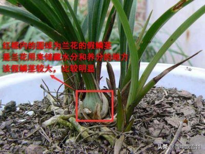 兰花假鳞茎枯萎怎么办 兰花茎部干枯干瘪是什么原因