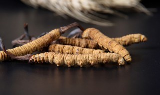 冬虫夏草怎么泡酒 虫草泡酒一斤酒放几根