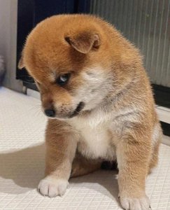 最笨的星座有哪些 十二星座最笨的五大星座