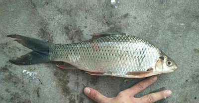 土鲮鱼最喜欢吃什么饵料 野钓土鲮鱼的正确技巧