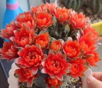 仙人球品种大全图片及名称 好养漂亮易开花的仙人球