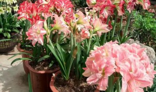 朱顶红要怎么养才能爆盆 朱顶红如何养才能爆盆