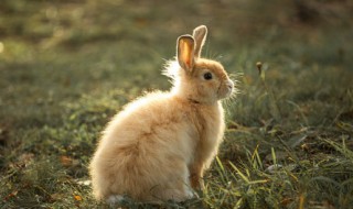 生肖兔本命年佩戴什么饰品 生肖兔的本命年佩戴什么吉祥物