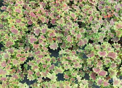 彩叶草种子 彩叶草有种子吗