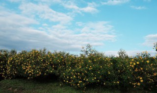 保护环境的好处有哪些 保护环境有什么好处