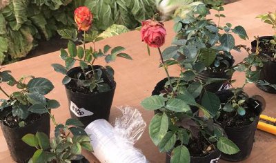 冬天月季花可以施肥吗 盆栽月季花冬季该施什么肥