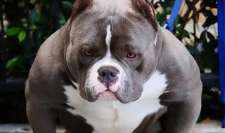 恶霸犬怎么养 恶霸犬怎么喂养