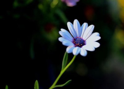 蓝目菊花期时间 蓝目菊花期是什么时候