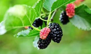 吃桑葚的好处和坏处 吃桑葚有哪些好处和坏处